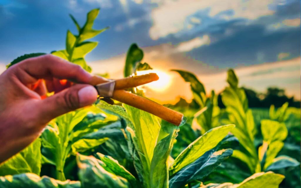 Крупный план листьев табака Латакия огненной выдержки